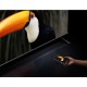 LED Xiaomi TV S Mini LED 2025 75 (L75MA-SPLEU)